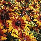 Rudbeckia Cappuccino Seeds