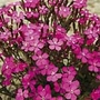 Silene Shocking Pink Seeds Average Seeds 135