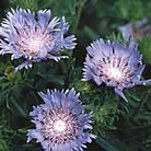 Stokesia Laevis Seeds