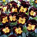 Viola Maharaja F1 Seeds