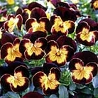 Viola Maharaja F1 Seeds