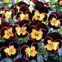 Viola Maharaja F1 Seeds Average Seeds 25