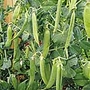 Pea Peawee 65 Seeds