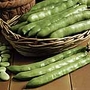 Broad Beans Aquadulce Claudia Seeds