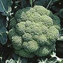 Broccoli Marathon F1 Seeds