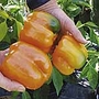 Capsicum Etiuda Seeds