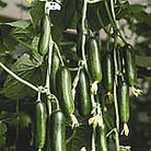Cucumber Cucino F1 Seeds 6 Seeds