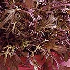 Leaf Salad Seeds - Mustard Red Frills Average Seeds 600