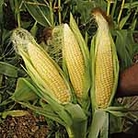 Sweet Corn Sweetie Pie F1 Seeds