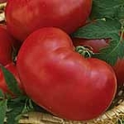 Tomato Faworyt Seeds Average Seeds 40