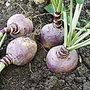 Swede Helenor Seeds