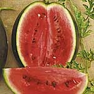 Watermelon Rosario F1 Seeds 6 Seeds