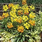 Wallflower Citrona Mixed Easiplants