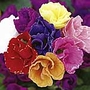 Primrose Romio Mixed Garden Ready Plants