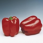 Greenhouse Plant Collection Pack of 5 Pot Ready Plants (1 of each variety) - Delivery early April