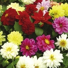 Dahlia Dwarf Delight Mixed Plants Pack of 40 Easiplants - SAVE £3.95!