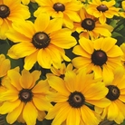Rudbeckia Toto Plants Pack of 40 Easiplants - SAVE £3.95!