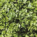 Parsley Gigante D'Italia Seeds