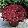 Chrysanthemum Showmakers Plants Pack of 10 Pot Ready Plants (2 of each variety) - SAVE £3.95!