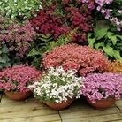 Diascia Collection Plants Pack of 20 Pot Ready Plants (4 of each variety) - SAVE £4.95!