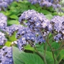 Heliotrope Butterfly Blue Plants Pack of 5 Pot Ready Plants