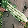Celery Victoria Plants Pack of 16 Plug Plants