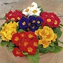 Primrose Flamingo Miniplants