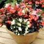 Begonia President Mixed F1 Plants Pack of 30 Garden Ready Plants