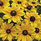 Rudbeckia Toto Plants Pack of 30 Garden Ready Plants