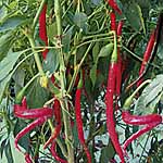 Capsicum Joe's Long F1 Seeds