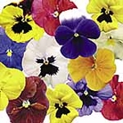 Pansy Paradise Mixed F1 Garden Ready Plants