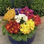 Polyanthus Pioneer F1 Miniplants