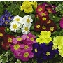 Primrose Flamingo Mixed Garden Ready Plants