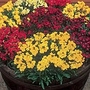 Wallflower Prince Mixed Easiplants