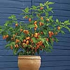 Chilli Pepper Fatalii Seeds