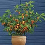 Chilli Pepper Fatalii Seeds Average Seeds 25