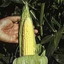 Sweet Corn Earlybird F1 Plants Pack of 16 Plug Plants