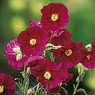 Helianthemum Razzle Dazzle Plants Pack of 5 Pot Ready Plants