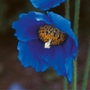 Meconopsis Lingholm Plants Pack of 3 Pot Ready Plants