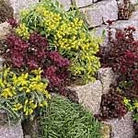 Sedum Little Urchins Seeds Average Packet Content 650 seeds - Flower Seeds