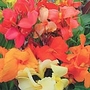 Indian Shot Plant (Eden Project range) Units: Packet Contents 20 Seeds - Eden Project Seeds: The World in Your Garden