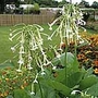 Ornamental Tobacco Plant Seed (Eden Project range) (Nicotiana sylvestris)