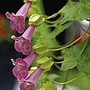 Climbing Snapdragon Seed (Eden Project range) Packet Contents 20 seeds - Eden Project Seeds: The World in Your Garden