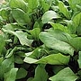 Spinach Bordeaux Seeds