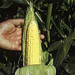 Sweet Corn Earlybird F1 Seeds