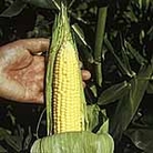 Sweet Corn Earlybird F1 Seeds