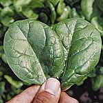 Spinach Lazio F1 Seeds Average Seeds 250