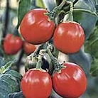 African 'Egg Plant' (Eden Project range) Units: Average Packet Contents 50 seeds - Eden Project Seeds: The World in Your Garden