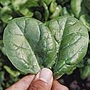 Spinach Lazio F1 Seeds Average Seeds 250