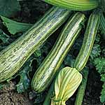 Italian Courgette Seed (Eden Project range) Packet Contents 20 seeds - Eden Project Seeds: The World in Your Garden
